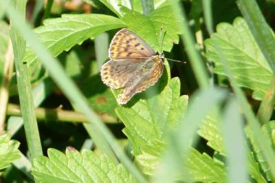 <i>Lycaena tityrus</i>