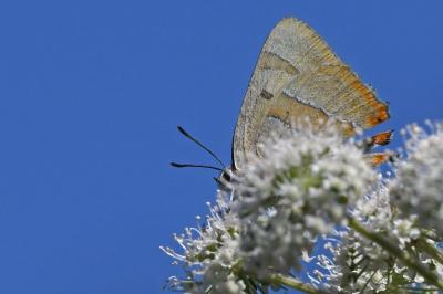 <i>Thecla betulae</i>