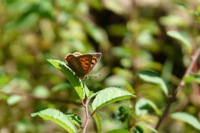 <i>Lycaena phlaeas</i>