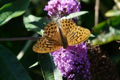 <i>Argynnis paphia</i>