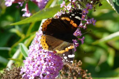 <i>Vanessa atalanta</i>