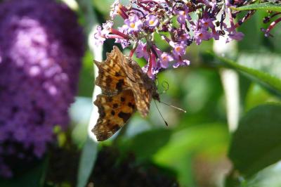 <i>Polygonia c-album</i>