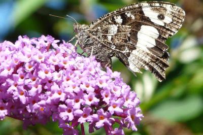 <i>Brintesia circe</i>