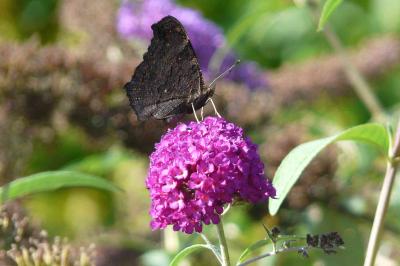 <i>Aglais io</i>