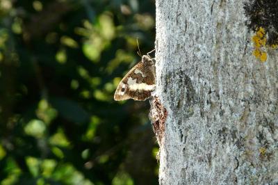 <i>Brintesia circe</i>