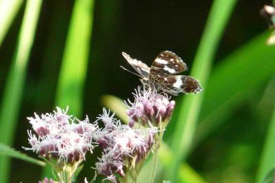 <i>Araschnia levana</i>