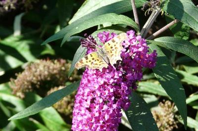 <i>Polygonia c-album</i>