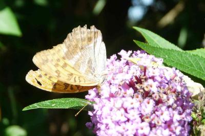 <i>Argynnis paphia</i>