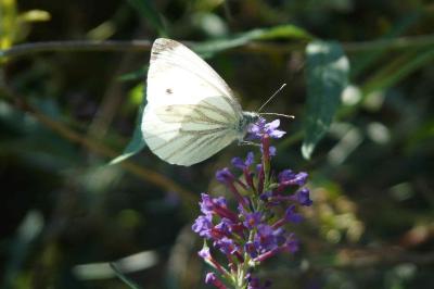 <i>Pieris napi</i>