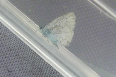 <i>Cupido alcetas</i>