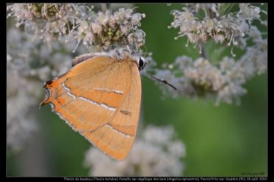 <i>Thecla betulae</i>
