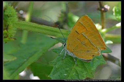 <i>Thecla betulae</i>