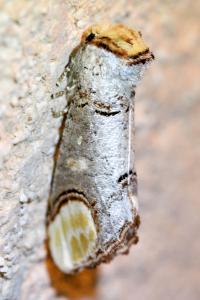 <i>Phalera bucephala</i>
