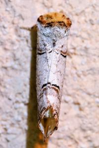 <i>Phalera bucephala</i>