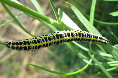 <i>Calophasia lunula</i>