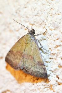 <i>Phytometra viridaria</i>