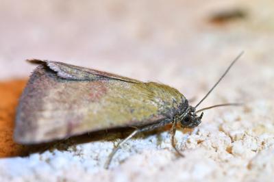 <i>Phytometra viridaria</i>