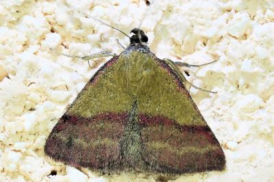 <i>Phytometra viridaria</i>