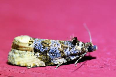 <i>Hedya ochroleucana</i>