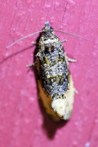 <i>Hedya ochroleucana</i>