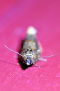 <i>Hedya ochroleucana</i>