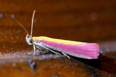 <i>Oncocera semirubella</i>