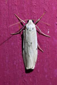 <i>Pelosia muscerda</i>