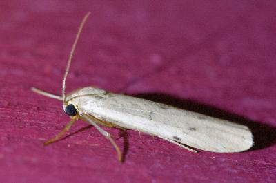<i>Pelosia muscerda</i>