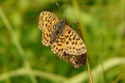 <i>Boloria dia</i>