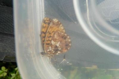 <i>Boloria dia</i>