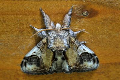 <i>Notodonta ziczac</i>