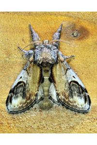 <i>Notodonta ziczac</i>