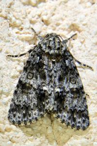 <i>Acronicta rumicis</i>