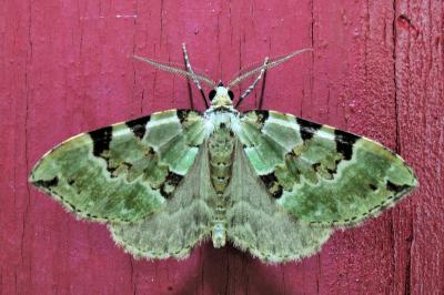 <i>Colostygia pectinataria</i>