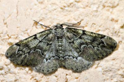 <i>Cleorodes lichenaria</i>