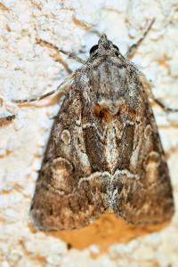 <i>Thalpophila matura</i>