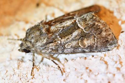 <i>Thalpophila matura</i>
