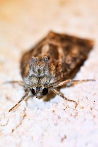 <i>Thalpophila matura</i>