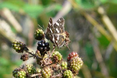 <i>Araschnia levana</i>