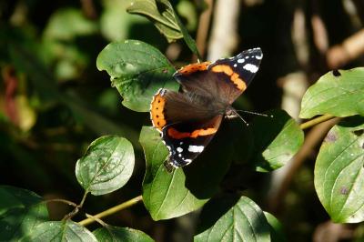 <i>Vanessa atalanta</i>