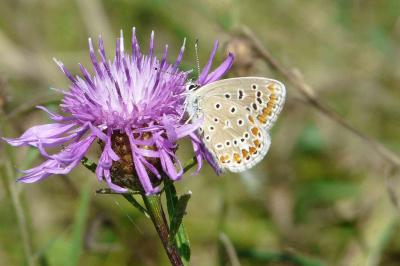 <i>Polyommatus icarus</i>