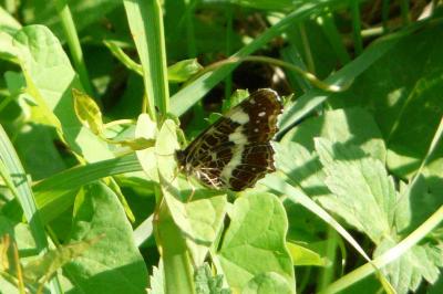 <i>Araschnia levana</i>