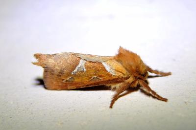 <i>Triodia sylvina</i>