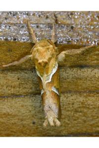 <i>Triodia sylvina</i>