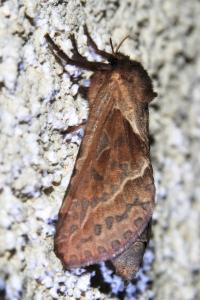 <i>Triodia sylvina</i>