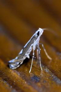 <i>Dialectica scalariella</i>