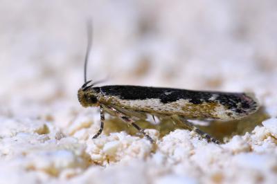 <i>Cosmardia moritzella</i>