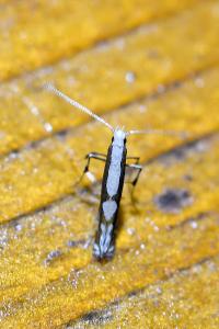 <i>Dialectica scalariella</i>