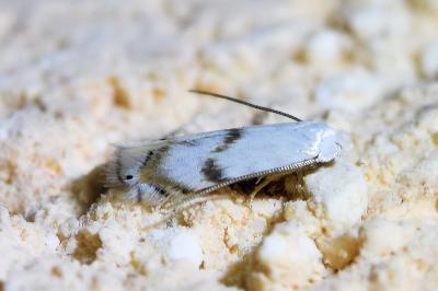 <i>Pseudopostega crepusculella</i>