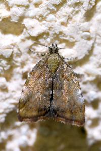<i>Choreutis pariana</i>